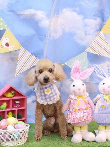 20240324モコちゃん (1) (1)